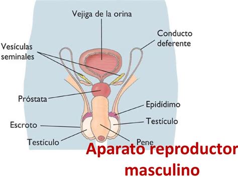 Aparato reproductor masculino mapa conceptual Guía paso a paso