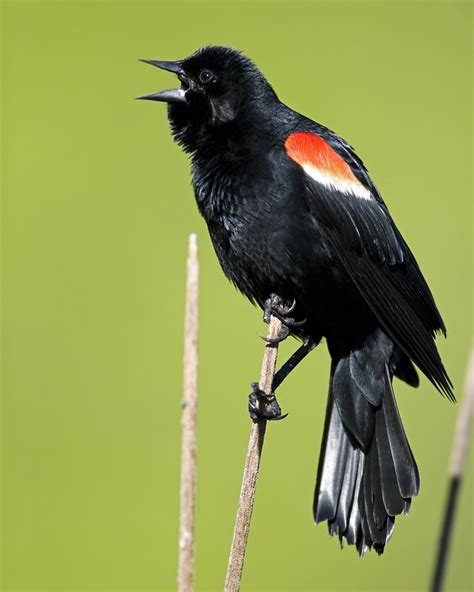 List Pictures Red Wing Blackbird Pictures Latest