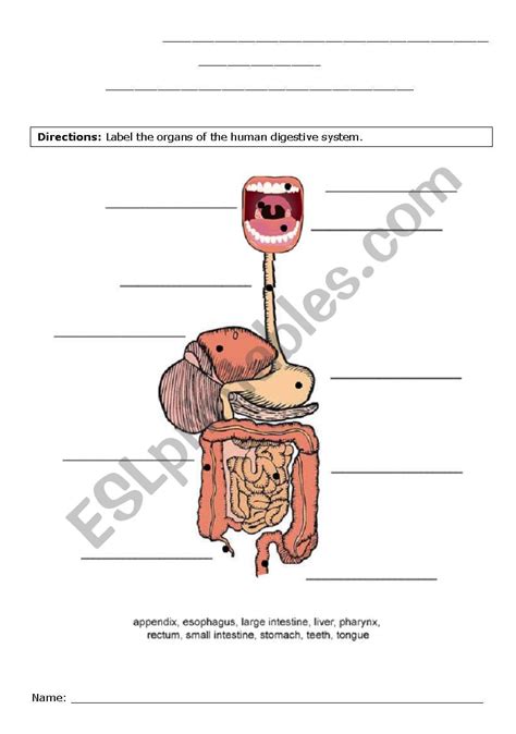 Digestive System Label Esl Worksheet By Parb