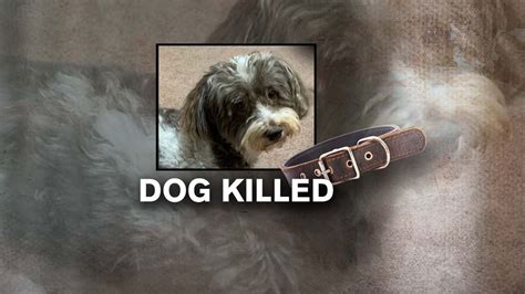 Dog mauled to death by another dog; family seeks justice - YouTube