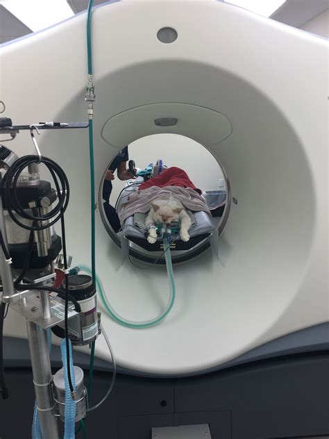 Ct Scan Animal Medical Center Of Seattle Shoreline And Seattle Wa