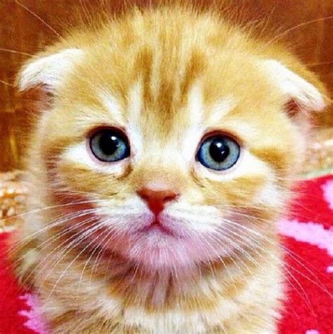 Gambar kucing comel dan manja anak kucing lucu dan paling. Cute Gambar Kucing Paling Comel - 81021+ Nama Untuk Kucing ...