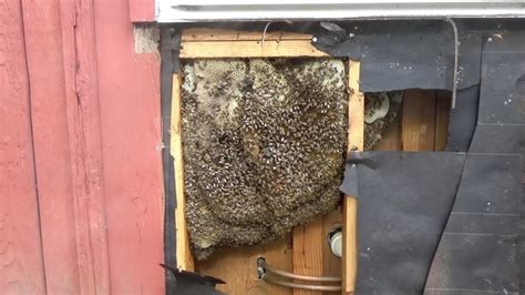 Easy And Effective Ways To Remove Bees From Walls Removemania