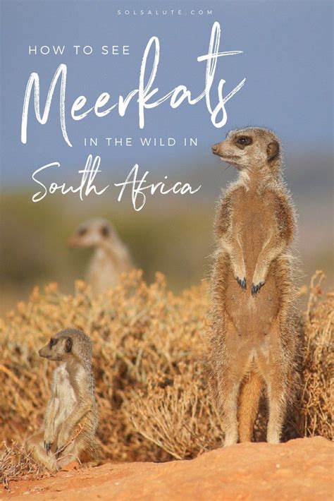 How To See Meerkats In South Africa South Africa Travel African