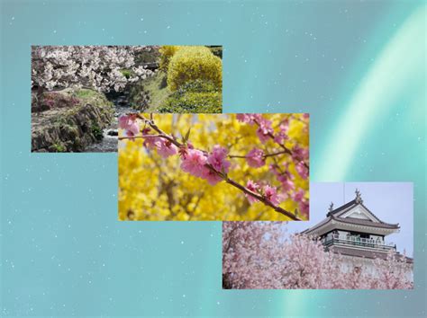Japanese Cherry Blossoms Available In 8k Astro Americas