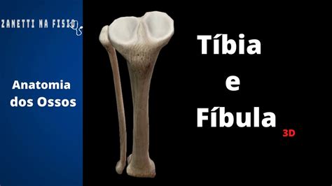 Ossos Da Tíbia E Fíbula 3d Anatomia Acidentes Ósseos Youtube