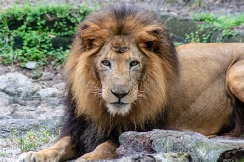 Adult Male Lion Stock Photo Image Of Animal Adult 134812896