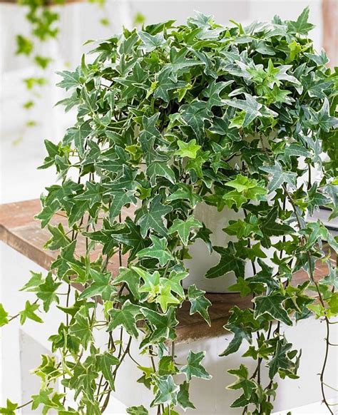 Growing English Ivy Indoors Ivy Houseplant Care Tips