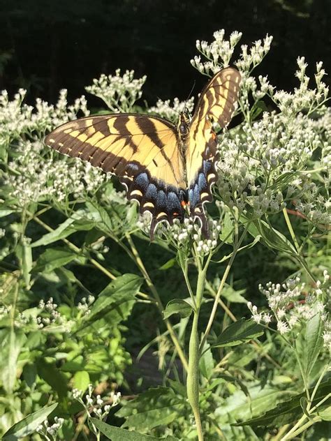 Mariposa Amarilla Y Negra Tiger Swallowtail Papilio Del Este Foto De