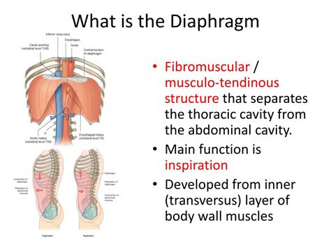 Ppt Diaphragm Powerpoint Presentation Free Download Id2313297