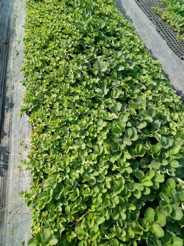 View our full range of strawberry plants for sale online in the uk. Around 8 inch Strawberry Plants, Rs 7 /plant Umbarkar ...