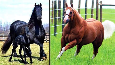 Most Powerful Horse Breeds In The World Youtube