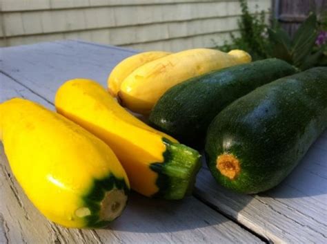 Some may grow up to 20 centimeters. What to do with Zucchini? | HubPages
