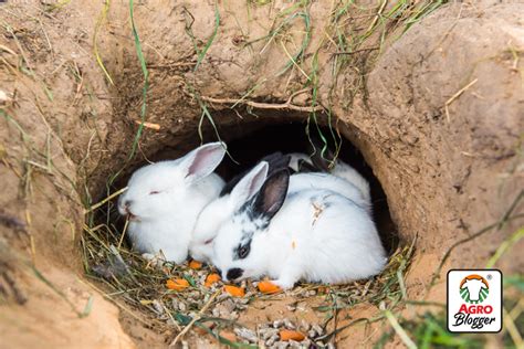 ¡descubre Las Características De Los Conejos Agrocampo