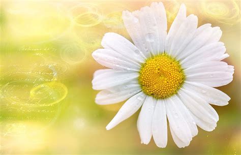 Hd Wallpaper Flower Plant Greeting Card Marguerite Daisy Nature
