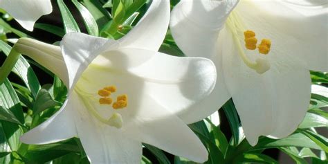 Easter Lily Care What To Do With An Easter Lily Plant After Easter