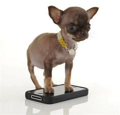 Worlds Smallest Dog Miracle Milly The Chihuahua K9 Research Lab