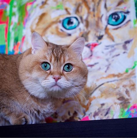 meet hosico the most famous cat on instagram right now virily
