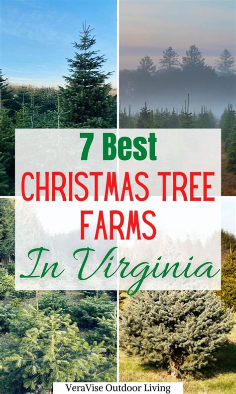 Christmas Tree Farms In Virginia VeraVise Outdoor Living