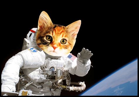 Cat Astronaut Wallpaper Wallpapersafari