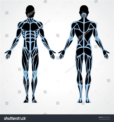 Male Muscular Anatomy Vector Scheme Posterior Stock Vector 304230623