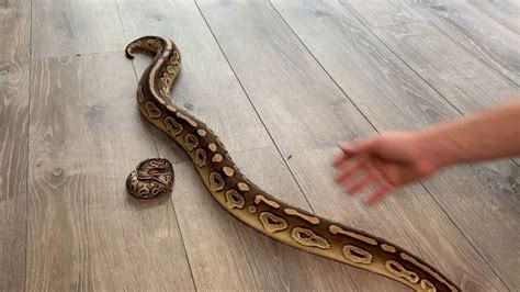 Ball Python Length Growth Chart