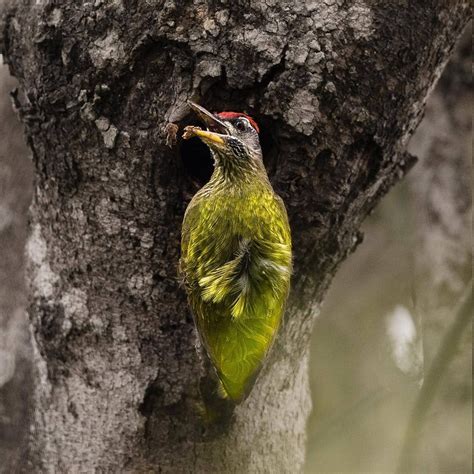Streak Throated Woodpecker Photo Sarangwildlifesanctuary