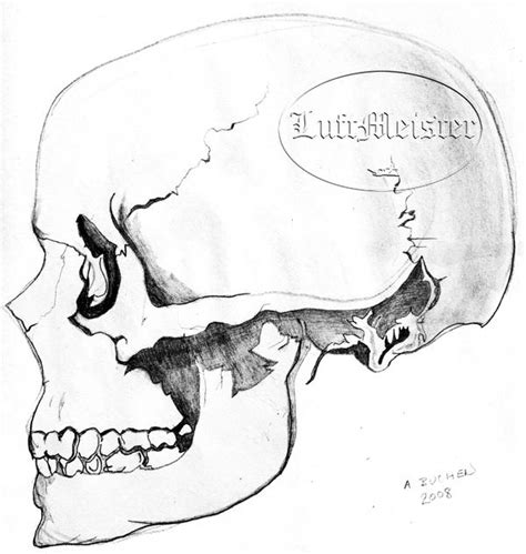 Human Skull Side View By Luftmeister On Deviantart