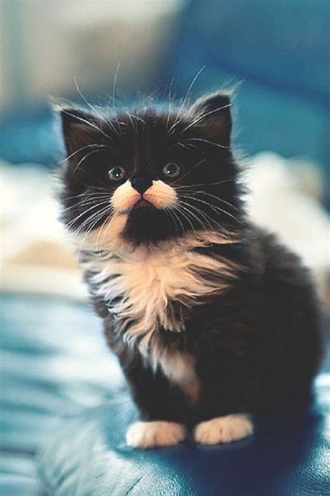 1314 Best Cute Kittens Images On Pinterest