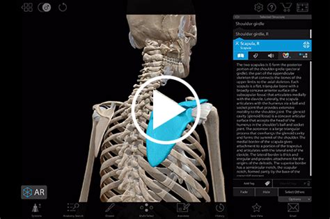 Aprenda Anatomía Del Esqueleto Esqueleto Apendicular