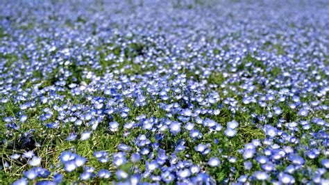 🥇 Japan Flowers Depth Of Field Blue Wildflowers Wallpaper 125476