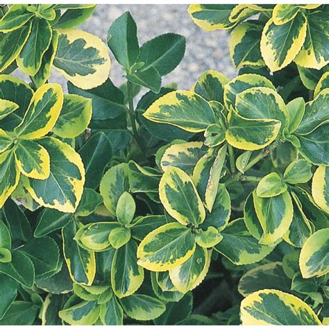 Canadale Gold Euonymus Accent Shrub In Pot With Soil L8549 At
