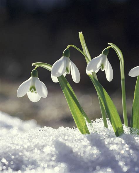 The Best Winter Flowers To Brighten Up Your Garden Winter Flowers
