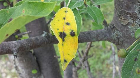 Control Apple Scab Fungus To Preserve Crabapple Trees Odonovan And Son