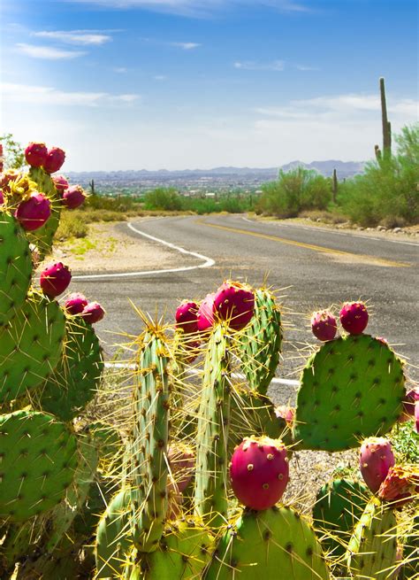 Prickly Pear Cactus In Bloom Spring Has Sprung In Mesa Arizona