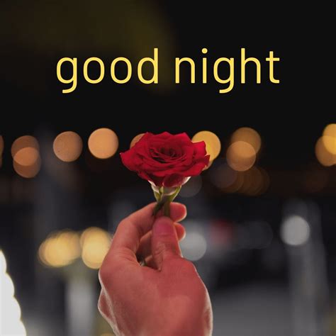 Best Rose Flower Good Night Images 2020 Exact Creative Views