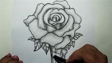 Shaded Rose Drawing At Explore Collection Of