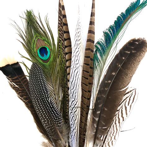 Large Natural Feathers 20 35cm Mixed Pack X 10 Au