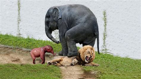 Mother Elephant Rescue Her Baby From Lion Leopard Vs