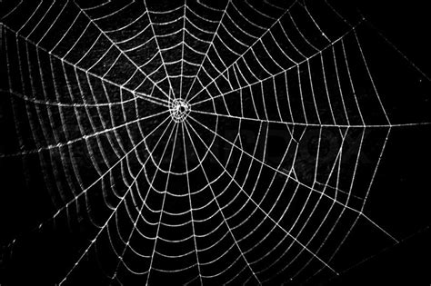 Pretty Scary Frightening Spider Web For Halloween Stock Photo Colourbox