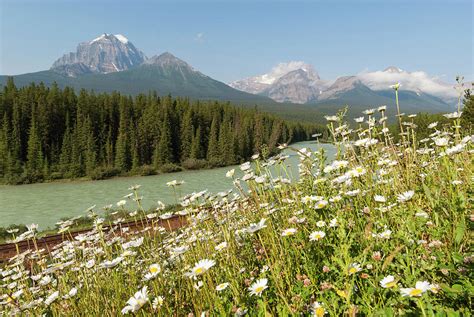 Bow River Valley Wildflowers And River Photograph By John Elk Iii