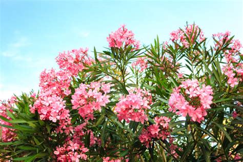 Oleander Bilder Und Stockfotos Istock