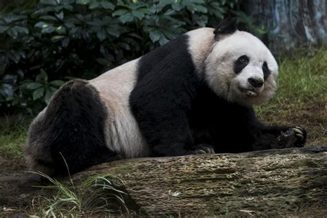 Hong Kongs Giant Panda Jia Jia Set To Match World Record For Longevity