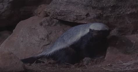 Meet The Honey Badger One Of The Meanest Animals In The World