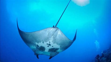 Worlds First Known Manta Ray Nursery Discovered Off The Texas Coast
