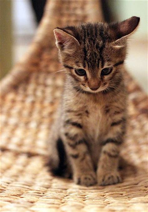 Cute Tabby Kitten Fury Friends Pinterest Tabby