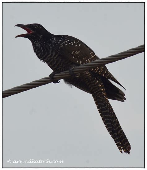 Asian Koel Eudynamys Scolopaceus Picture And Detail Sweet Voiced Bird