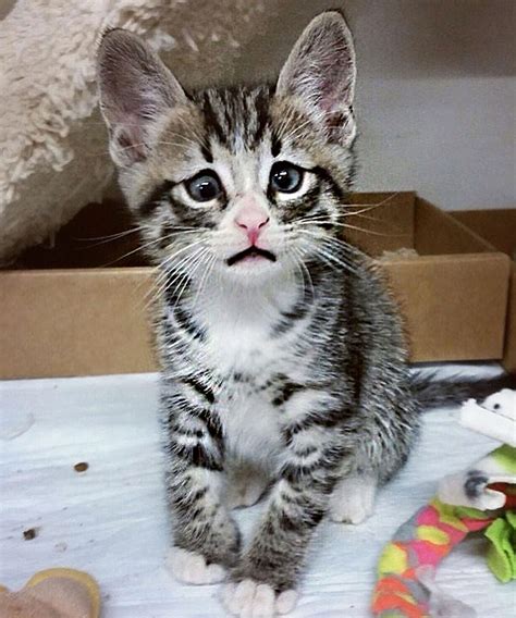 Bum Worried Cat Instagram Slideshow