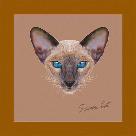 Siamese Cat Digital Art By Don Kuing