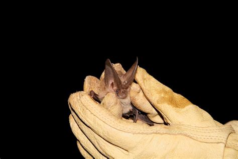 Why Bats Matter Bat Week